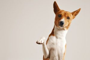 urgencias veterinarias en Barcelona