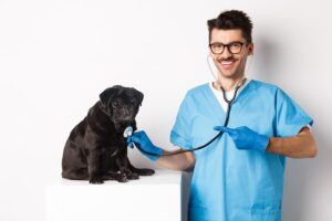 elegir buen centro veterinario