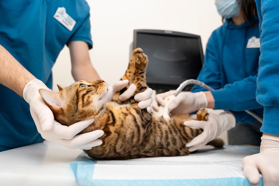 cirugías veterinarias más habituales